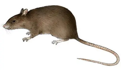 Cɩnɩ / Rat