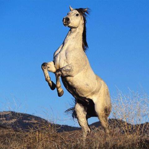 Sonso / cheval