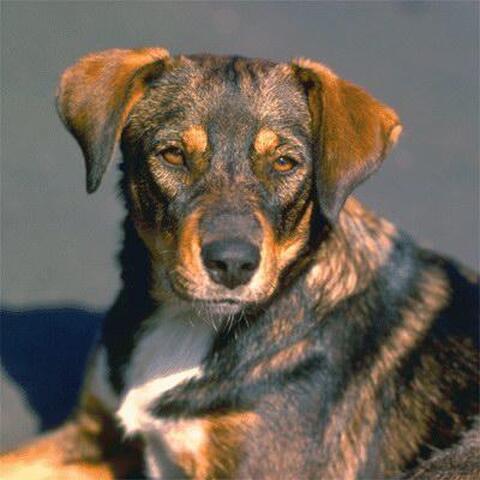 jini / chien