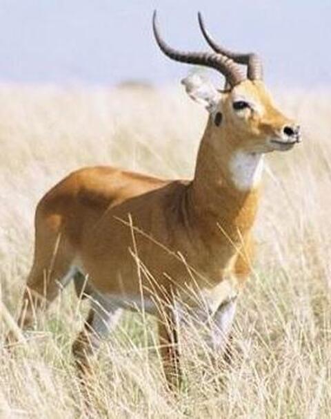 Wi / antilope