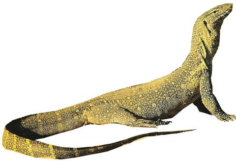 Zarɩ / Varan