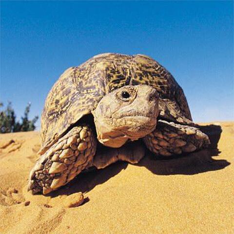 Kurunbe / Tortue